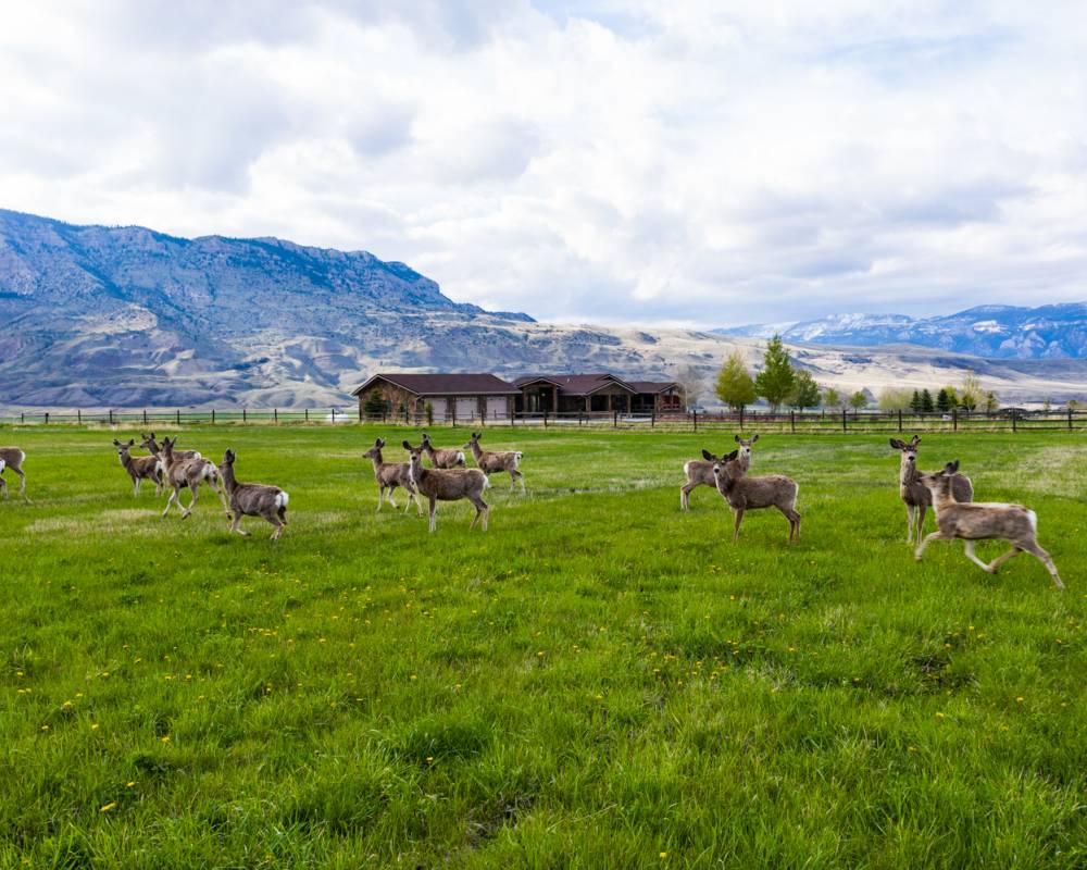 wildlife management on western ranches - mule deer on a ranch in cody, wyoming