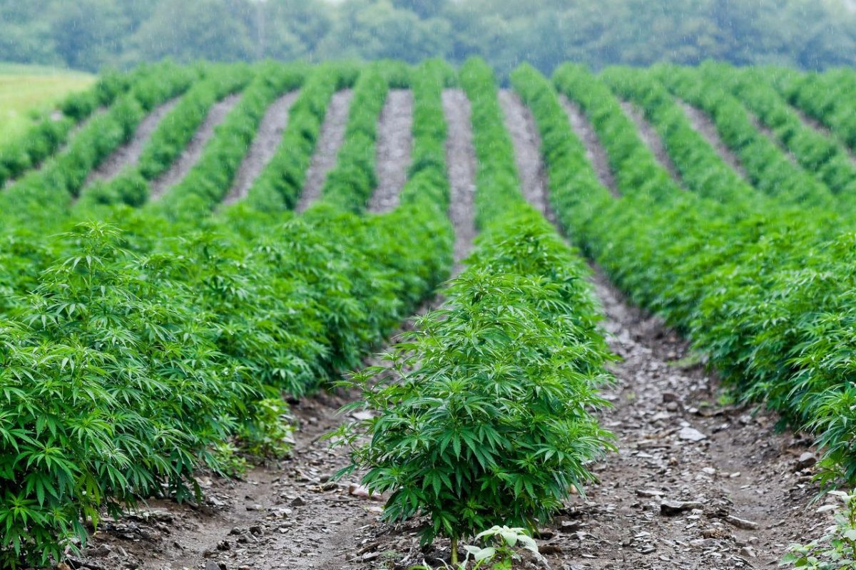 Farming Hemp