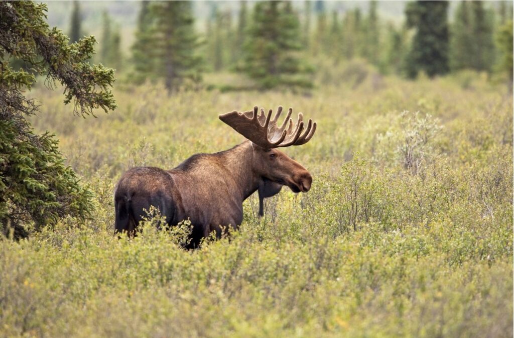 Moose in the wild - wildlife management on western ranches