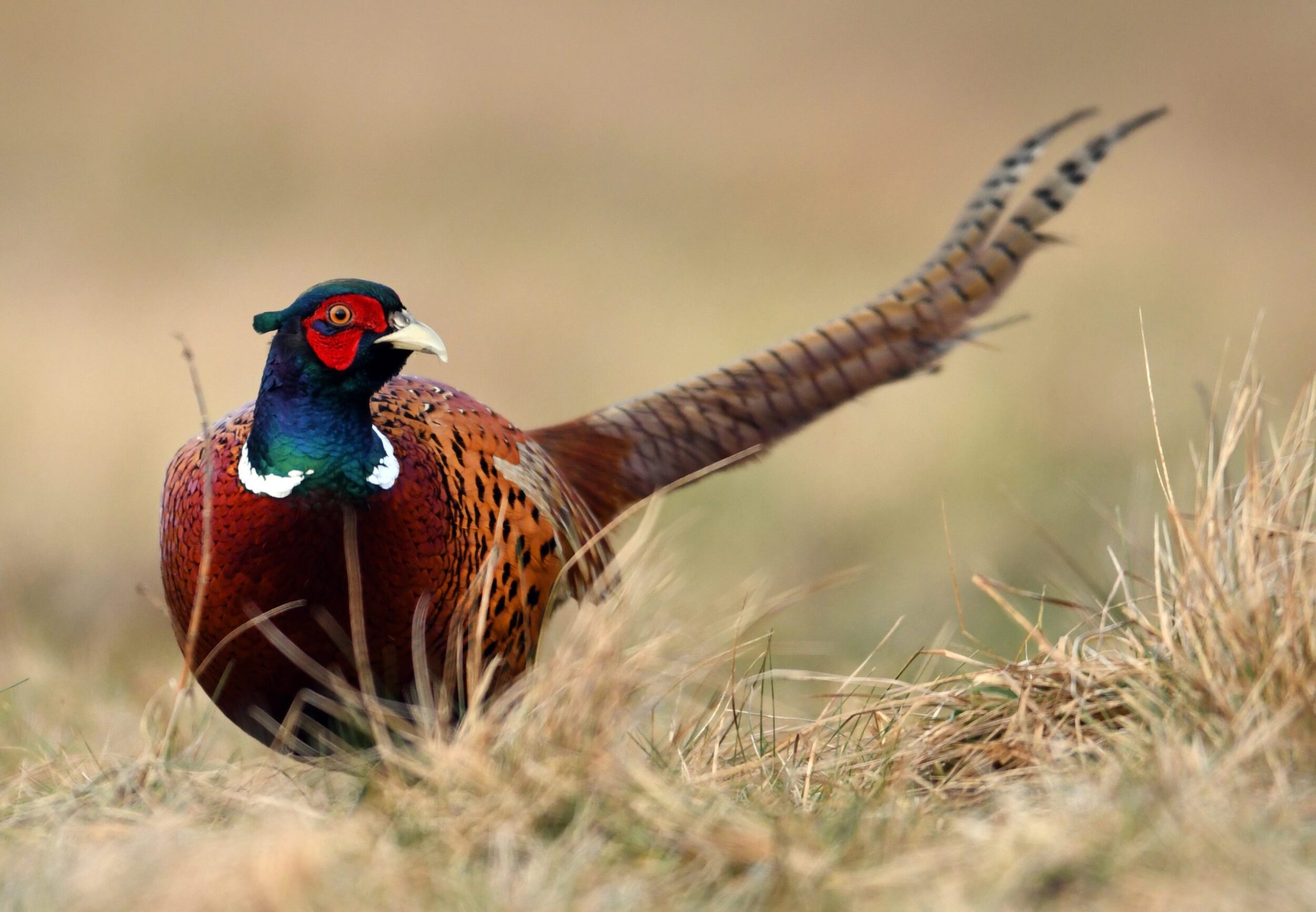Pheasant Hunting Land For Sale Hayden Outdoors