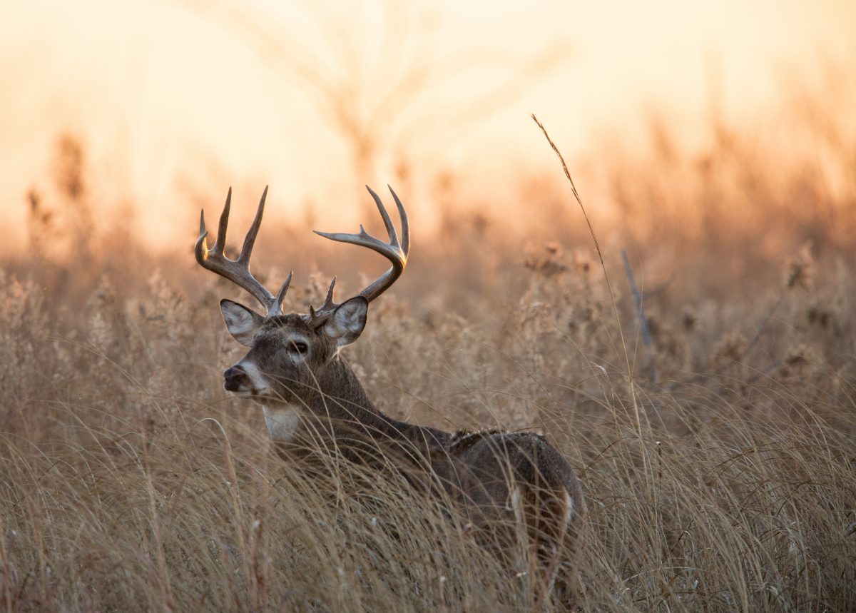 Deer in the Wild