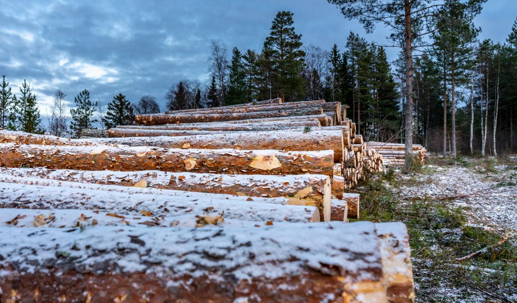 harvested logged timber on timberland property