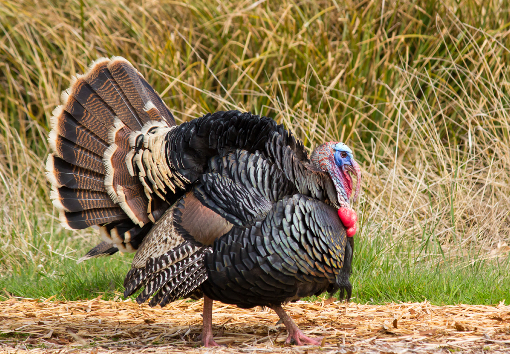 A large eastern turkey strutting in a field spring turkey hunting land