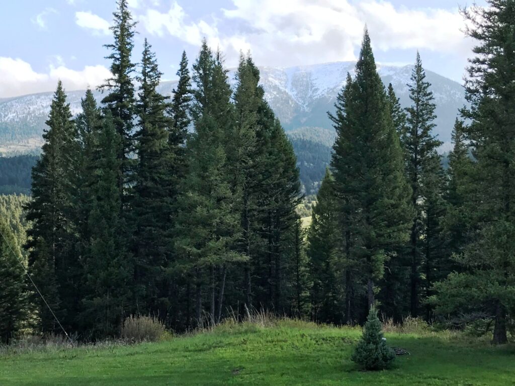 established trees in front of mountain view