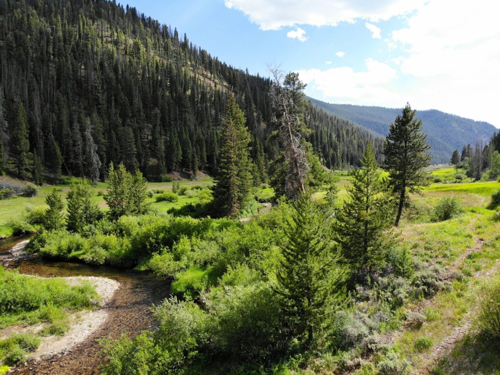 younger trees and saplings in forested area 