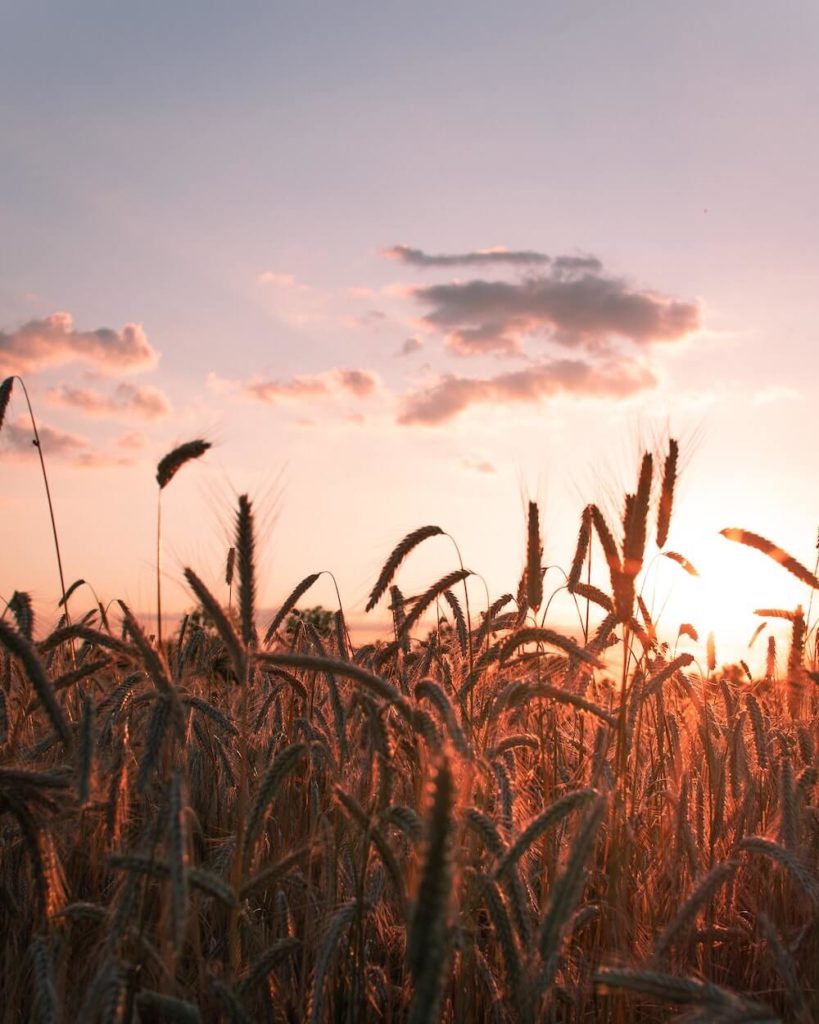 Wheat outlined by golden afternoon sunlight Expert Recommendations for Buying Row Crop Farmland