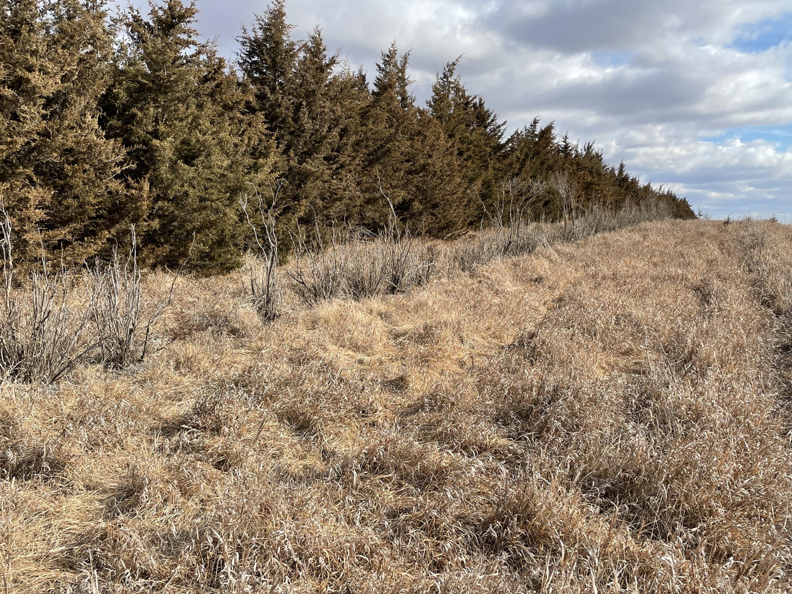 Beadle County Bucks & Build Hunting Land For Sale Hayden Outdoors