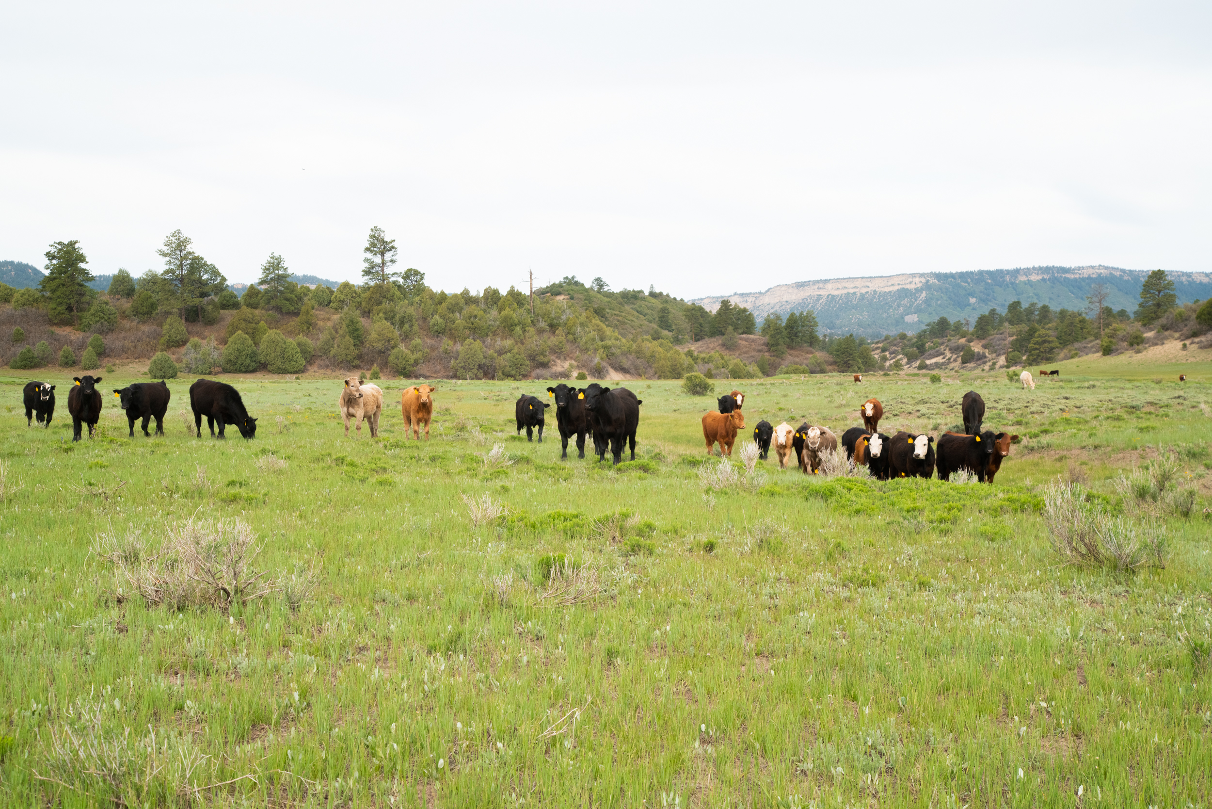 Broken Butt Ranch Tract 3 | Hayden Outdoors