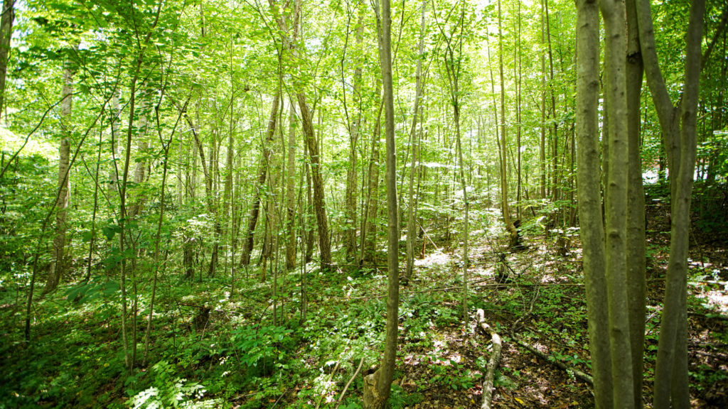 timberland forest in the midwest