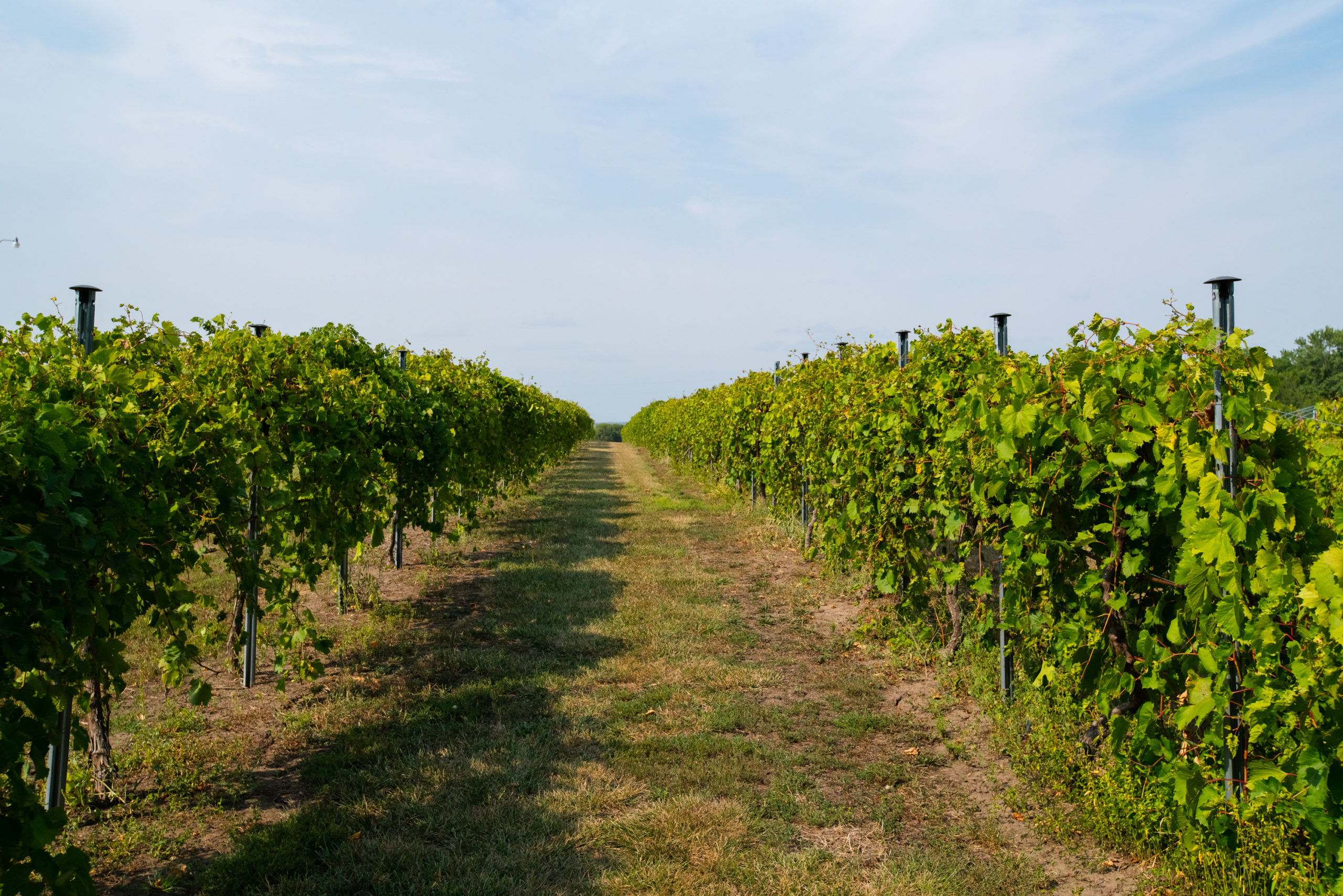 Capitol View Winery Vineyards Hayden Outdoors