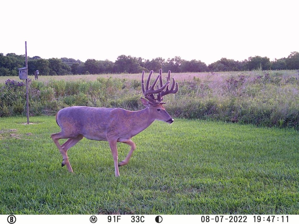 Trail Cam hunting land improvements