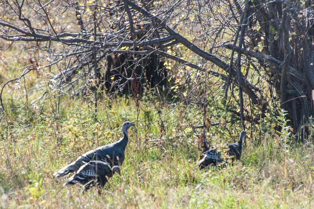 small turkeys in the brush spring turkey hunting land