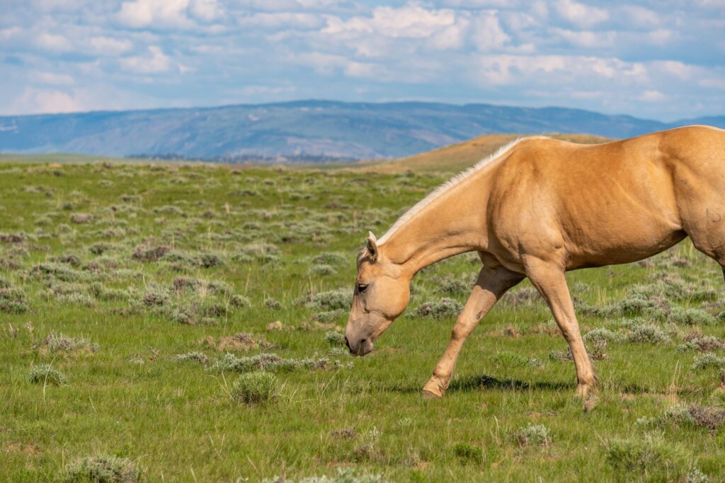 a palomino horse grazing in spring with gentle mountains visible behind - know before buying equine property
