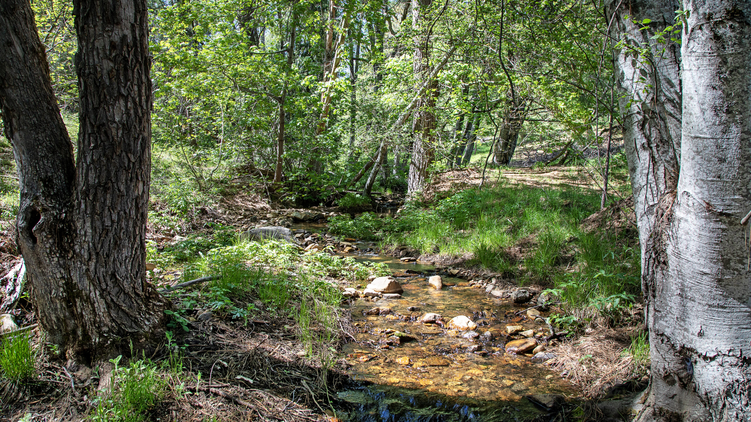 Tomahawk Meadows | Hayden Outdoors