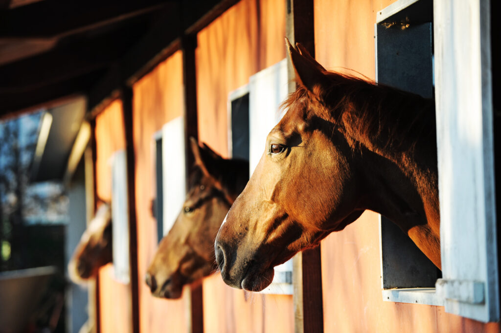 3 chestnut horses peeking their head over the door of its stall at golden hour