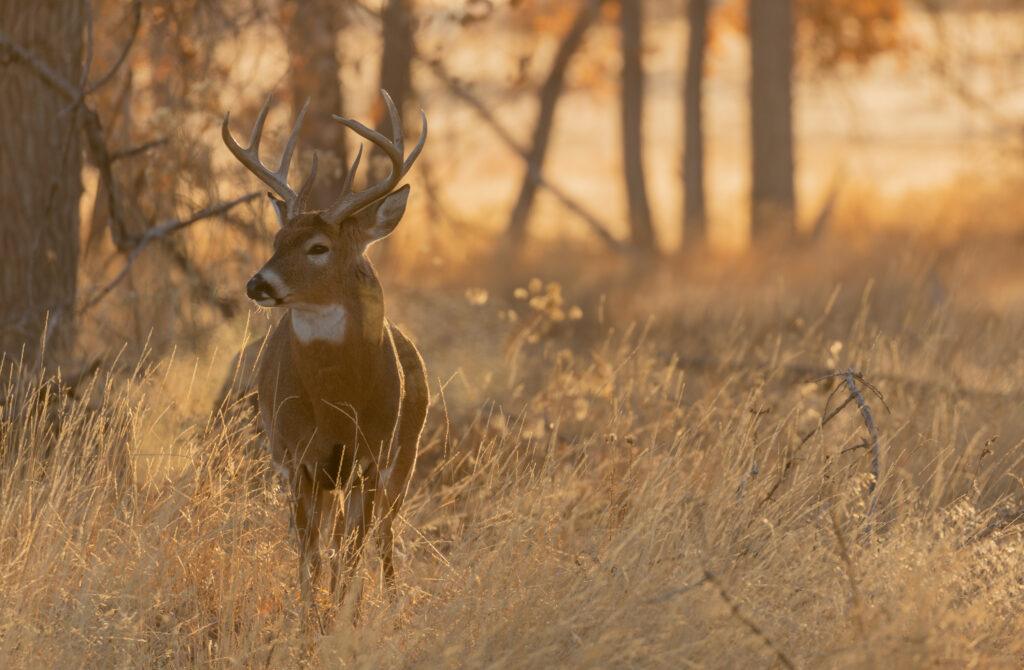 Buck Whitetail Deer in Colorado During the Rut in Autumn increase value of your whitetail hunting land