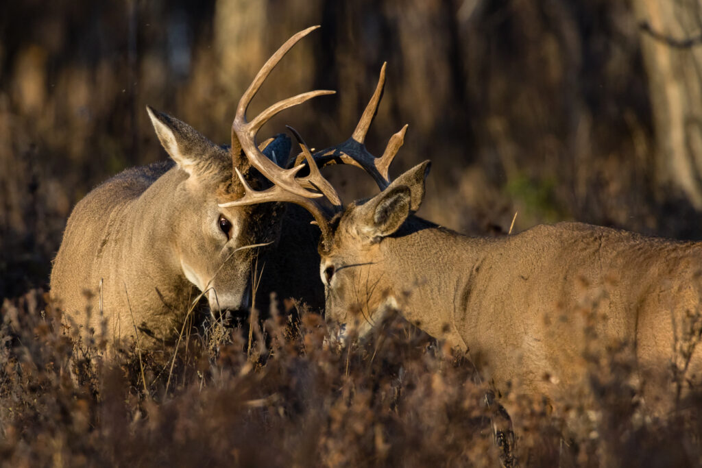 Two determined Whitetail Deer bucks spar during the rut in the Grasslands region of Alberta increase value of your whitetail hunting land