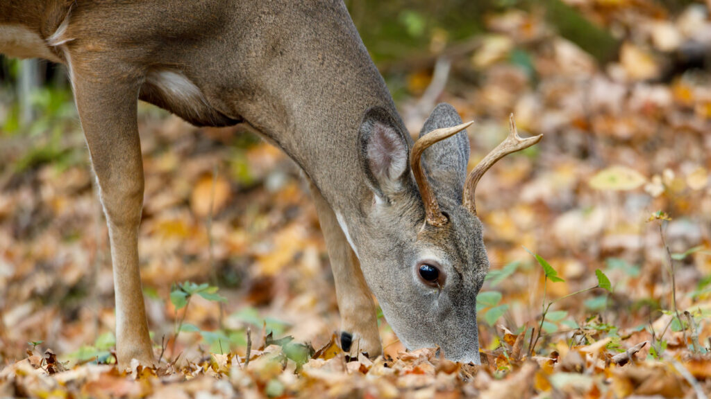 Young buck whitetail deer grazing for acorns increase value of your whitetail hunting land