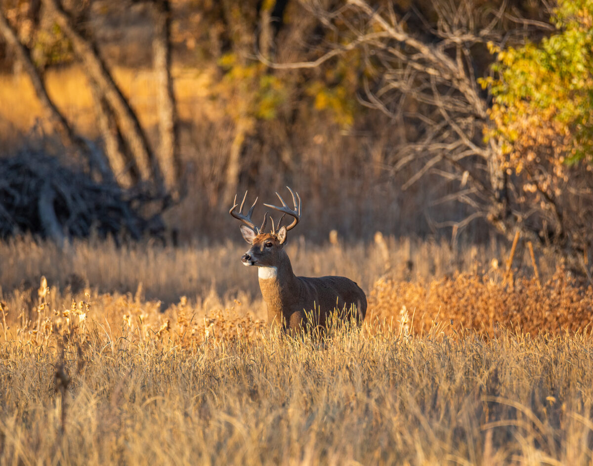 Mature male Whitetail deer stands at edge of marsh surveying before walking further out into field during sunset at Rocky Mountain Arsenal National Wildlife Refuge