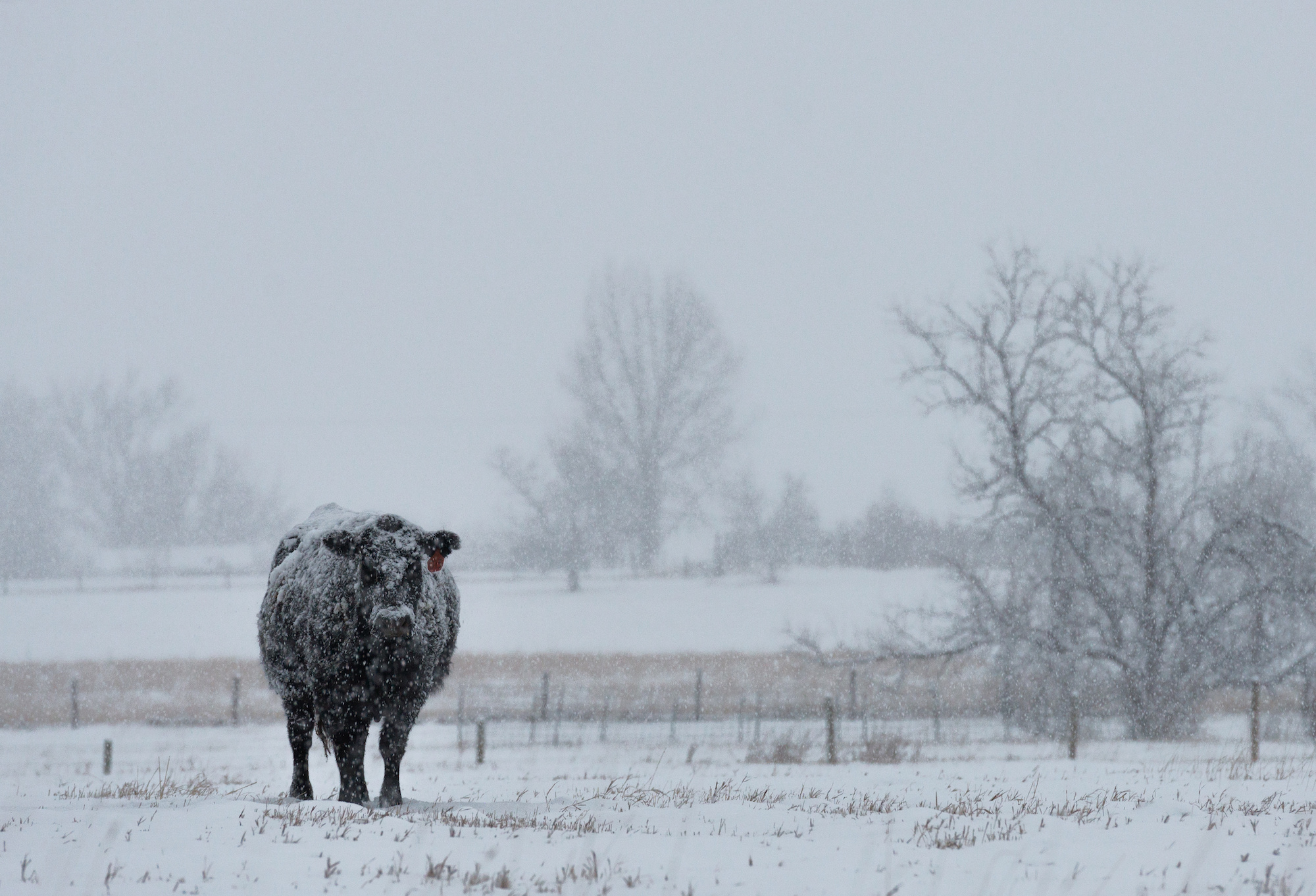 Lone angus Cow near Sheridan, Wyoming in winter landowner essential winter prep