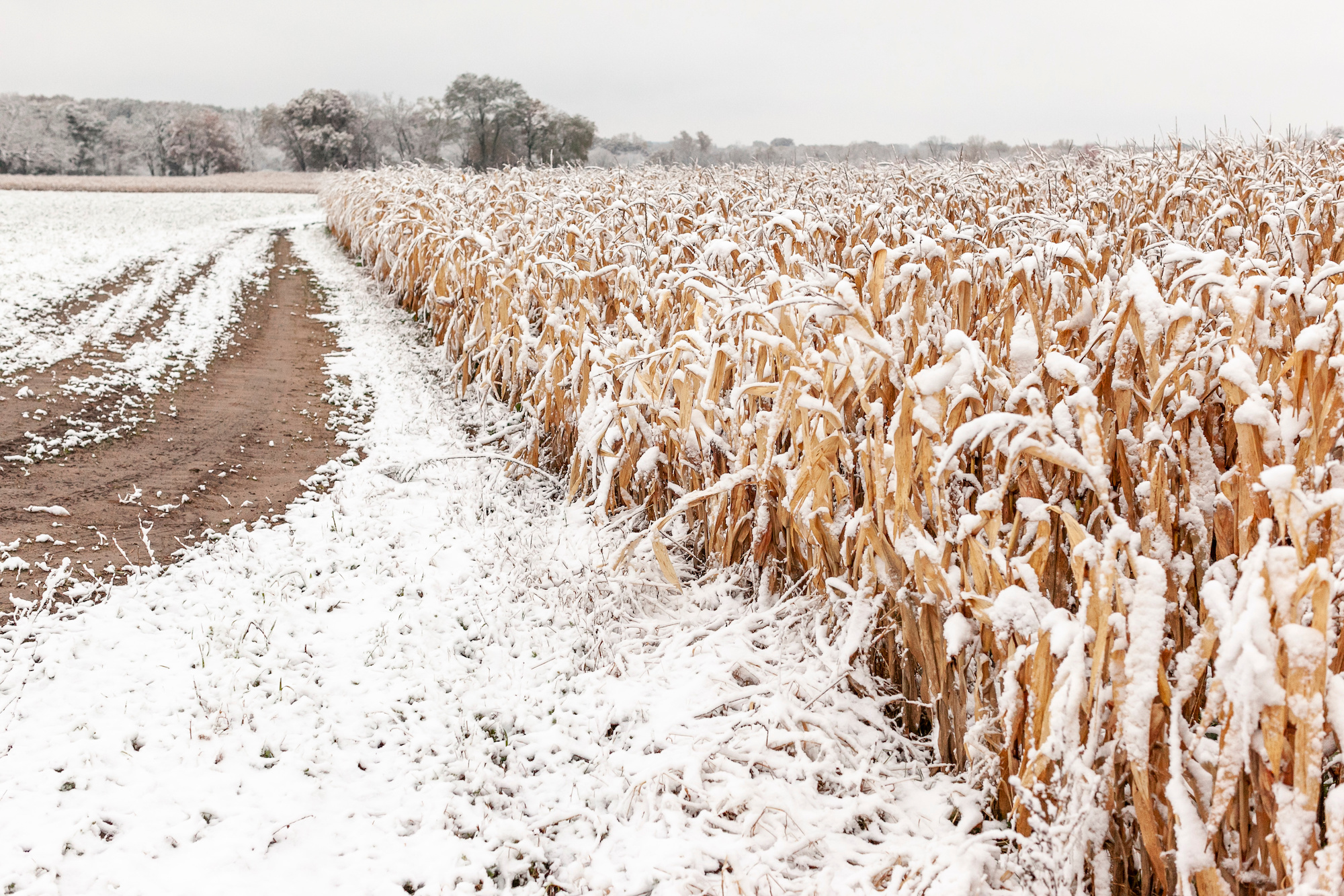 a cornfield dusted with snow in winter landowner essential winter prep