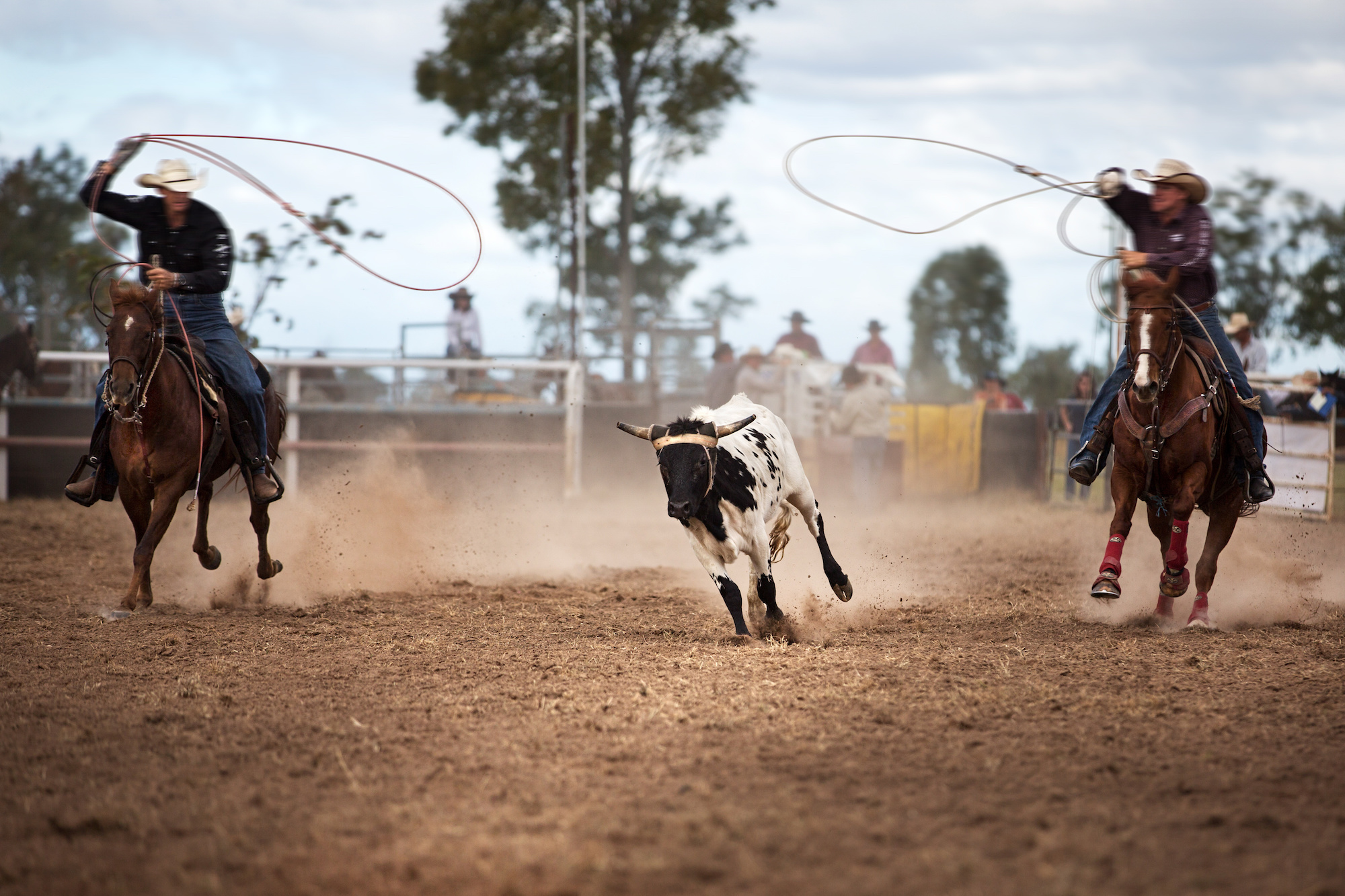 Two Cowboys Roping A Calf At A Rodeo