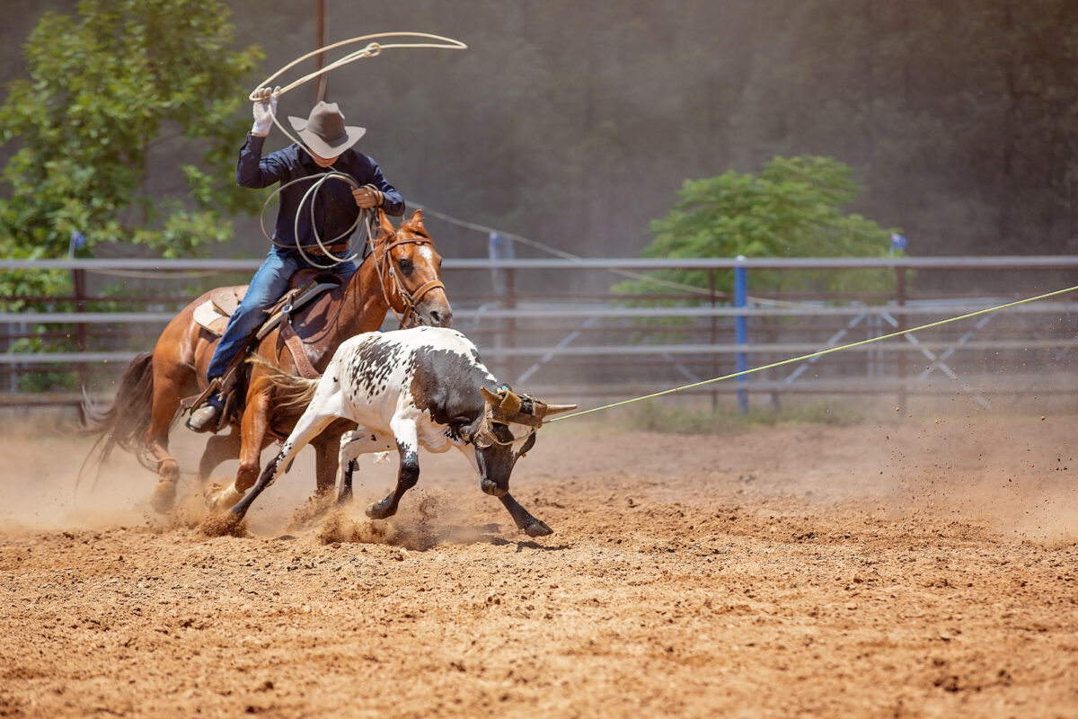 Men on horseback lassoing a running calf as a team in the calf roping sporting event at a country rodeo How to Build a Roping Arena on Your Property featured image