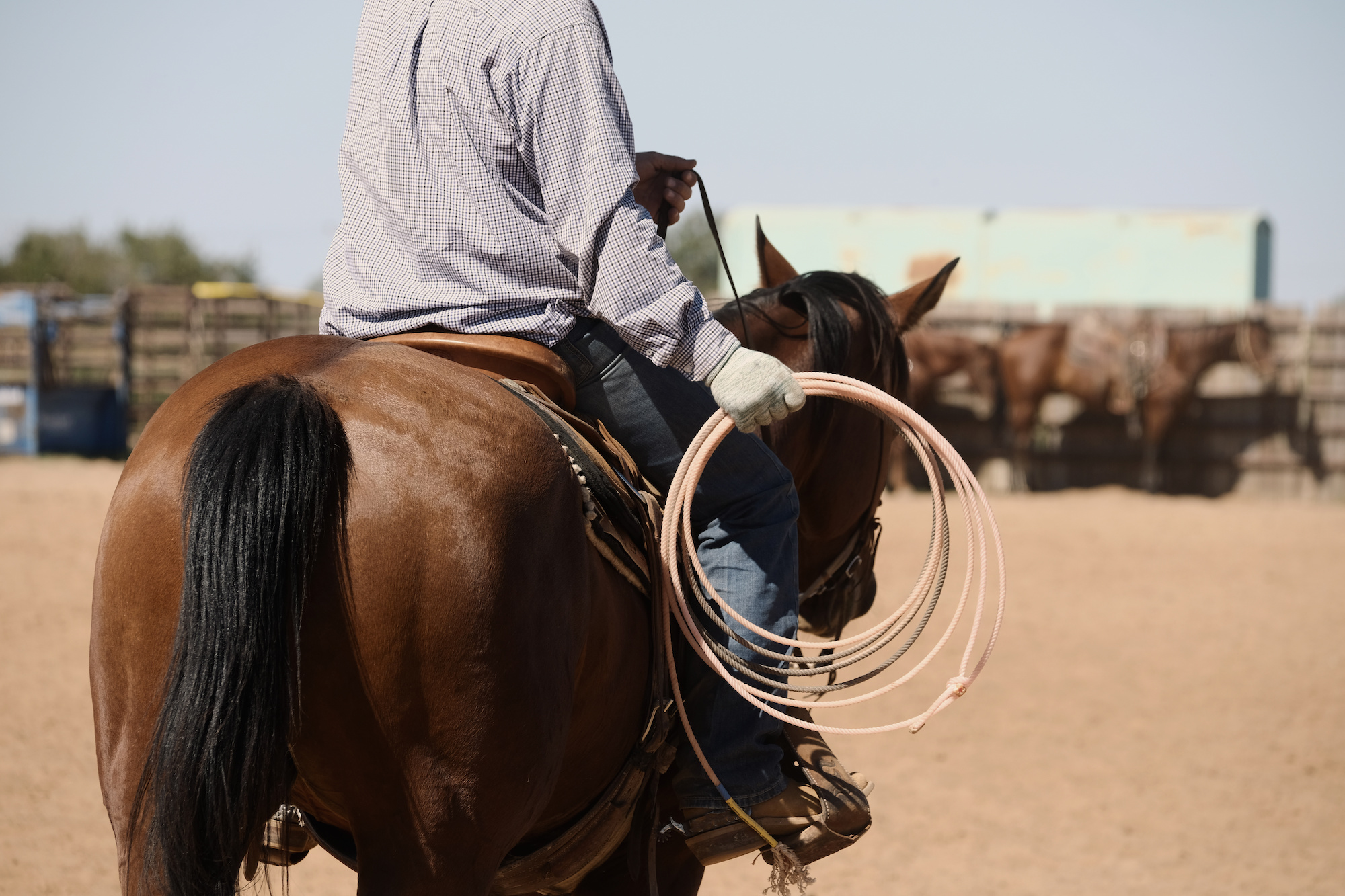 Western rodeo lifestyle shows rider on bay horse with rope for team roping practice in outdoor arena
