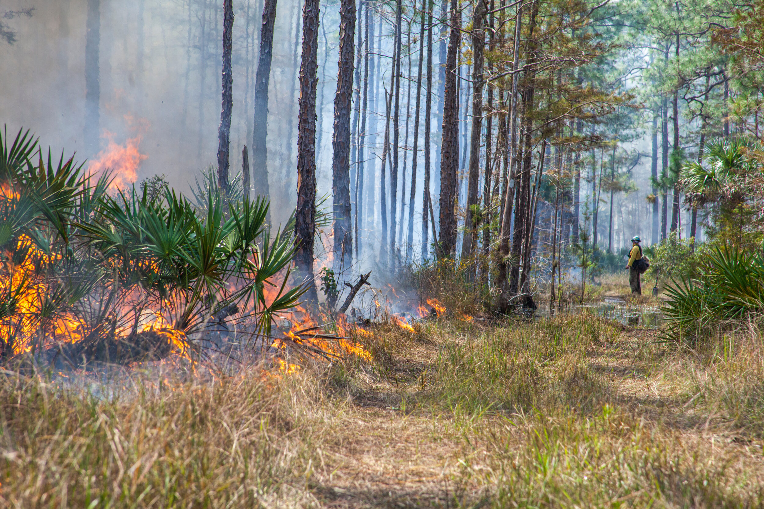 Using prescribed fire to control fuel loading and spur new tender growth for wildlife.