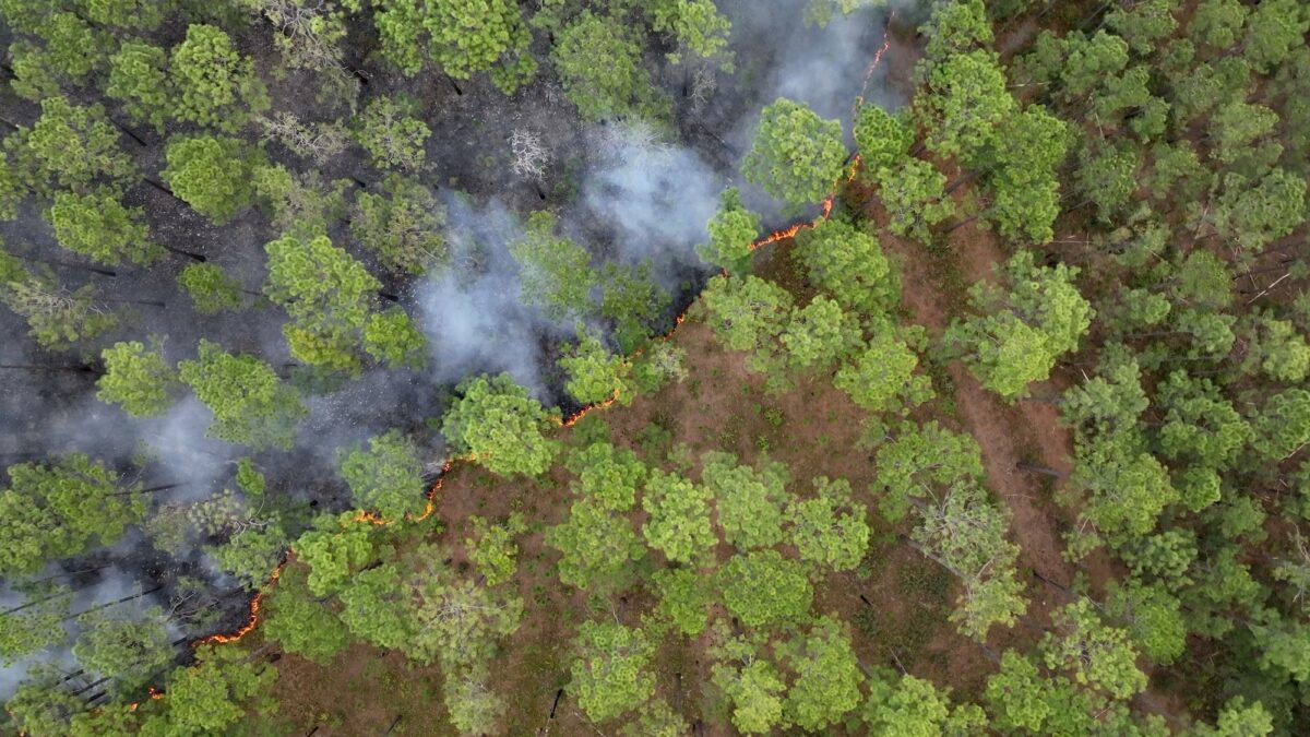Prescribed, controlled burn of forest to prevent wildfires across South Carolina low country Safe Spring Prescribed Burn featured image