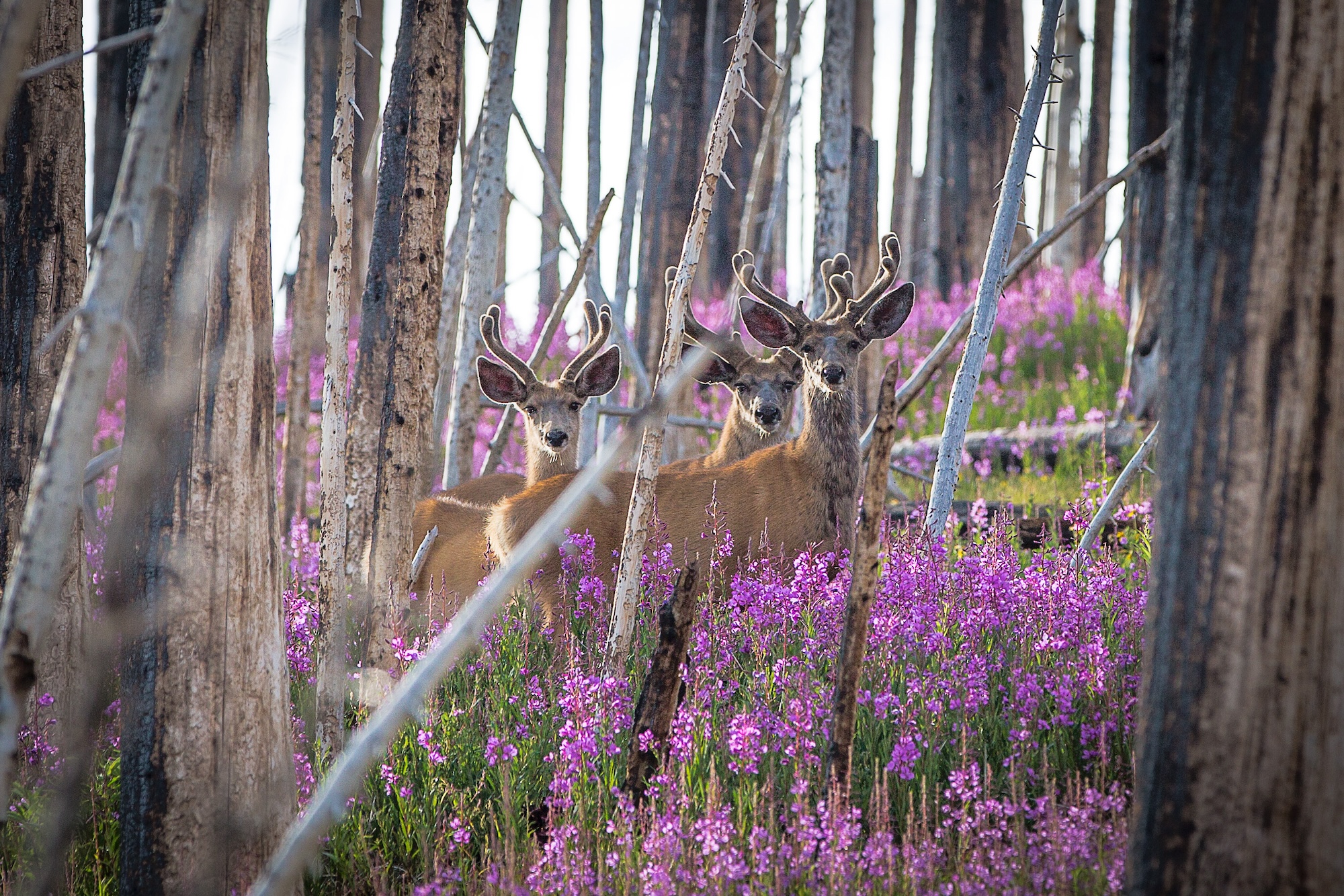 3 mule deer bucks burned forest