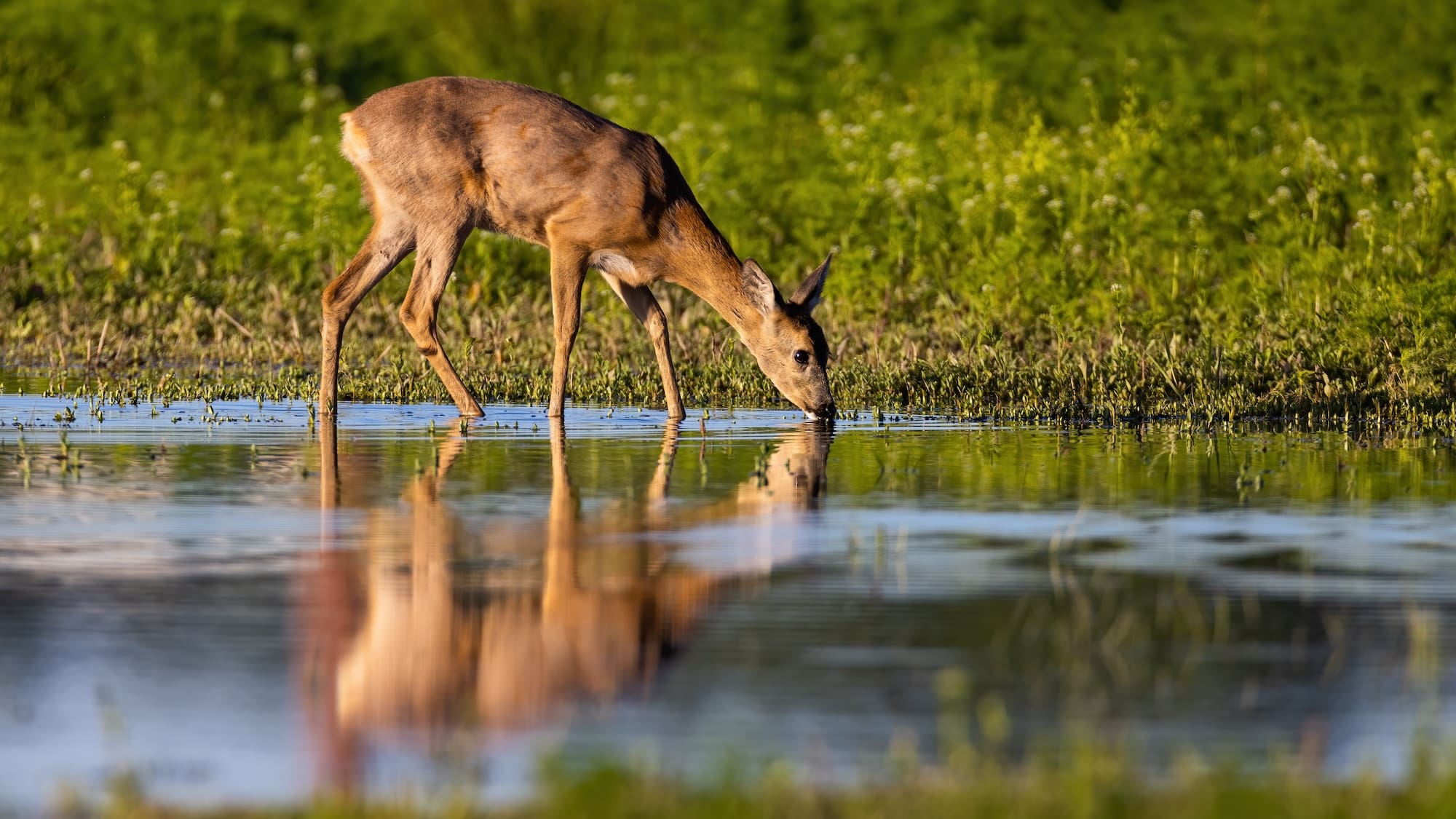 Deer drinking from splash with reflection in water.
