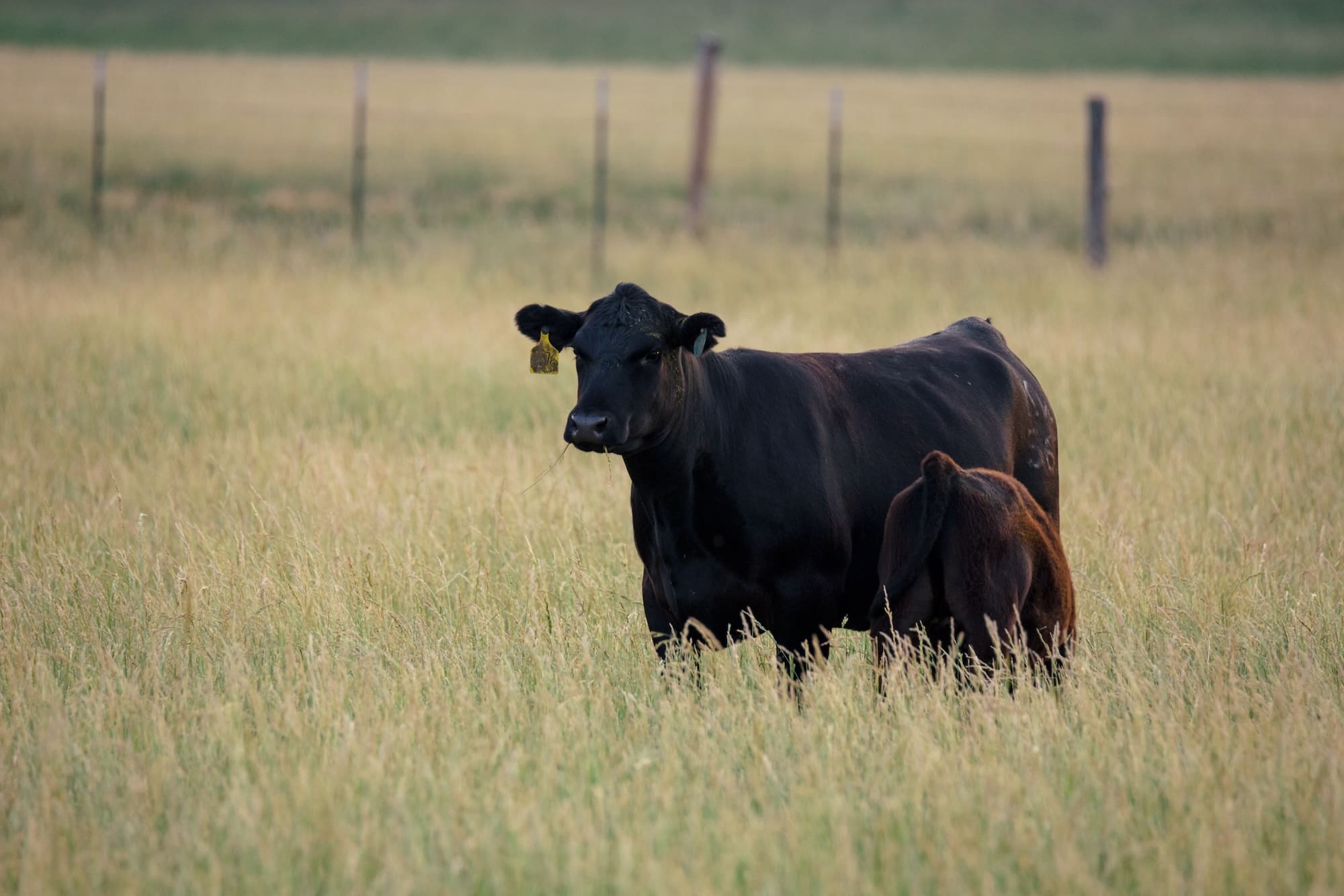 Black angus cows in rural farm pasture - what to look for when buying beef