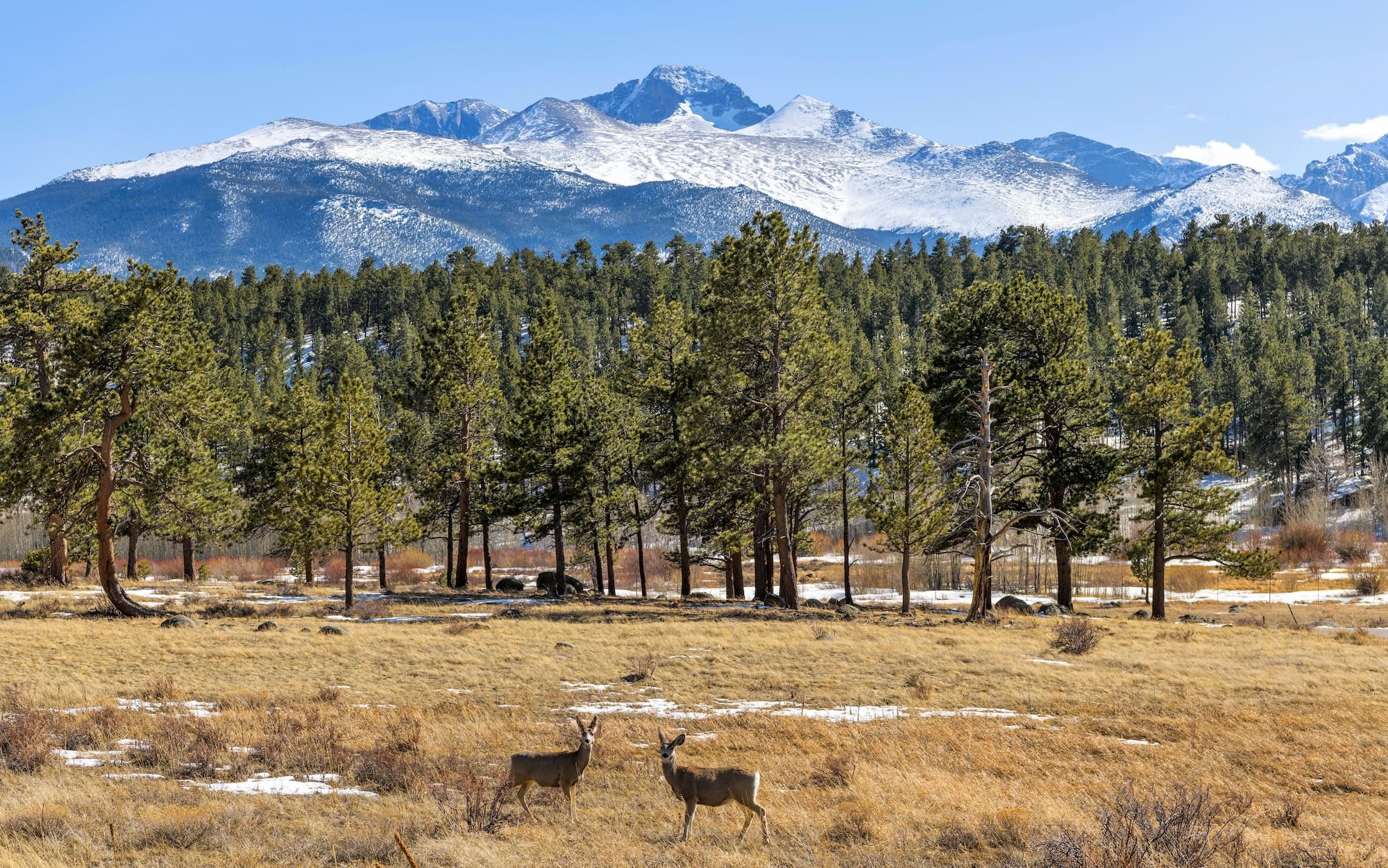 Longs Peak - Two young mule deers grazing at a mountain meadow at base of majestic Longs Peak on a sunny Spring day. Rocky Mountain National Park, Colorado, USA. spring habitat management for deer hunting