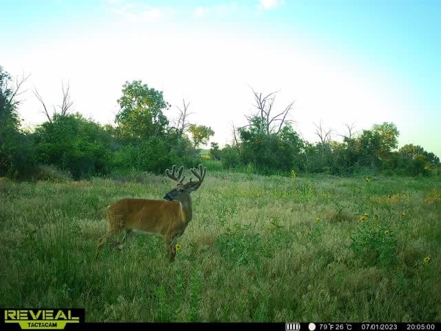 a young deer in a green field from a trail cam