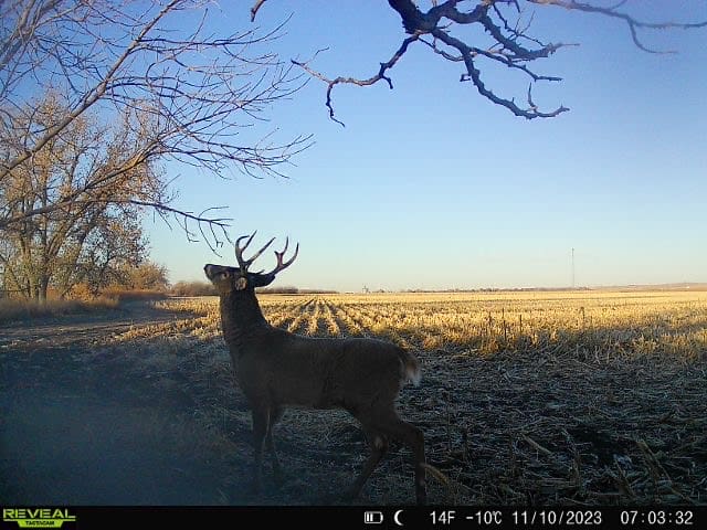 a photo of a buck at dusk or dawn from a trail cam