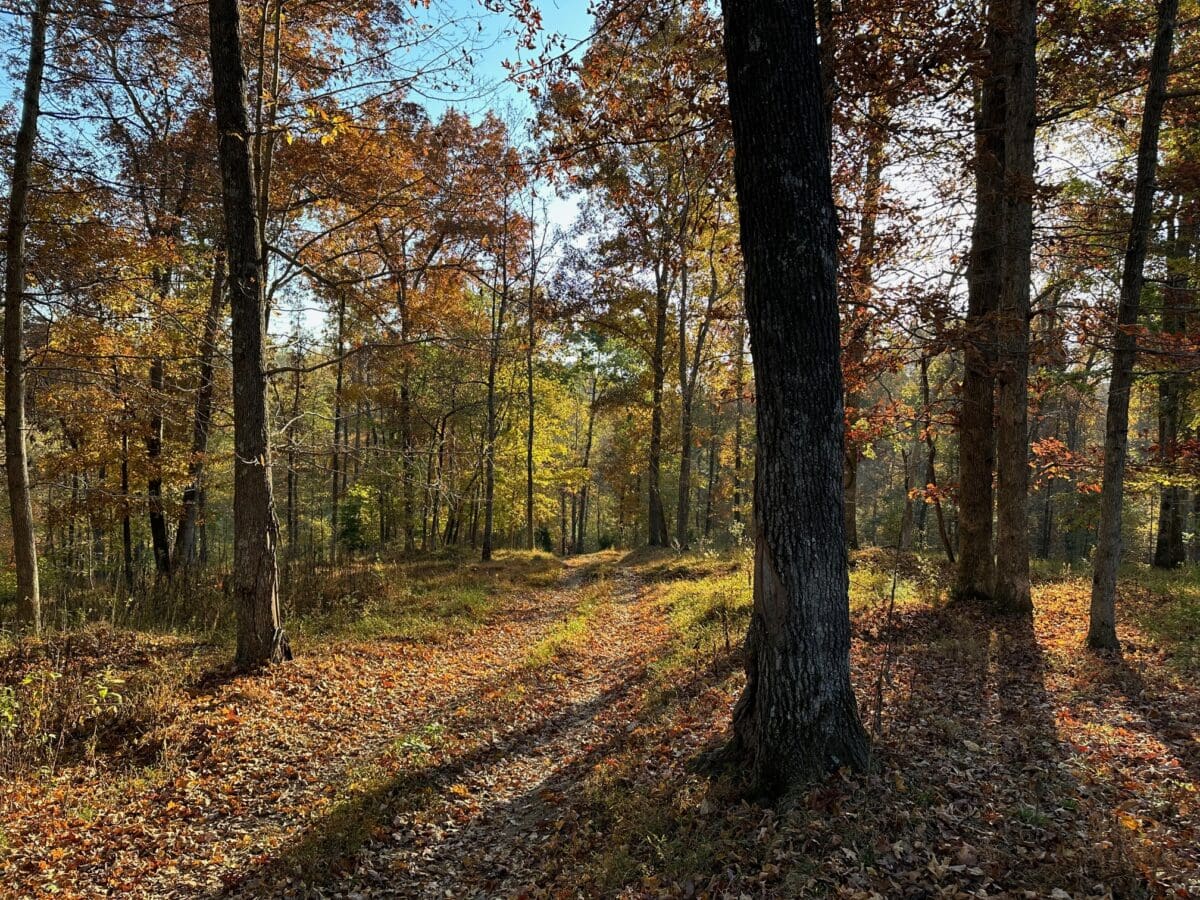 knight and hale farm cadiz kentucky
