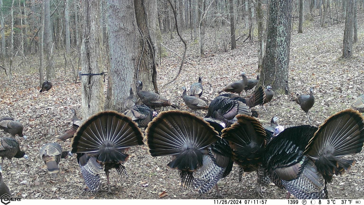 A rafter of Eastern turkeys showing off for the trail cam at <strong><a href="https://www.haydenoutdoors.com/land-for-sale/knight-and-hale-farm/" target="_blank" rel="noopener">Knight and Hale Farm</a></strong>.