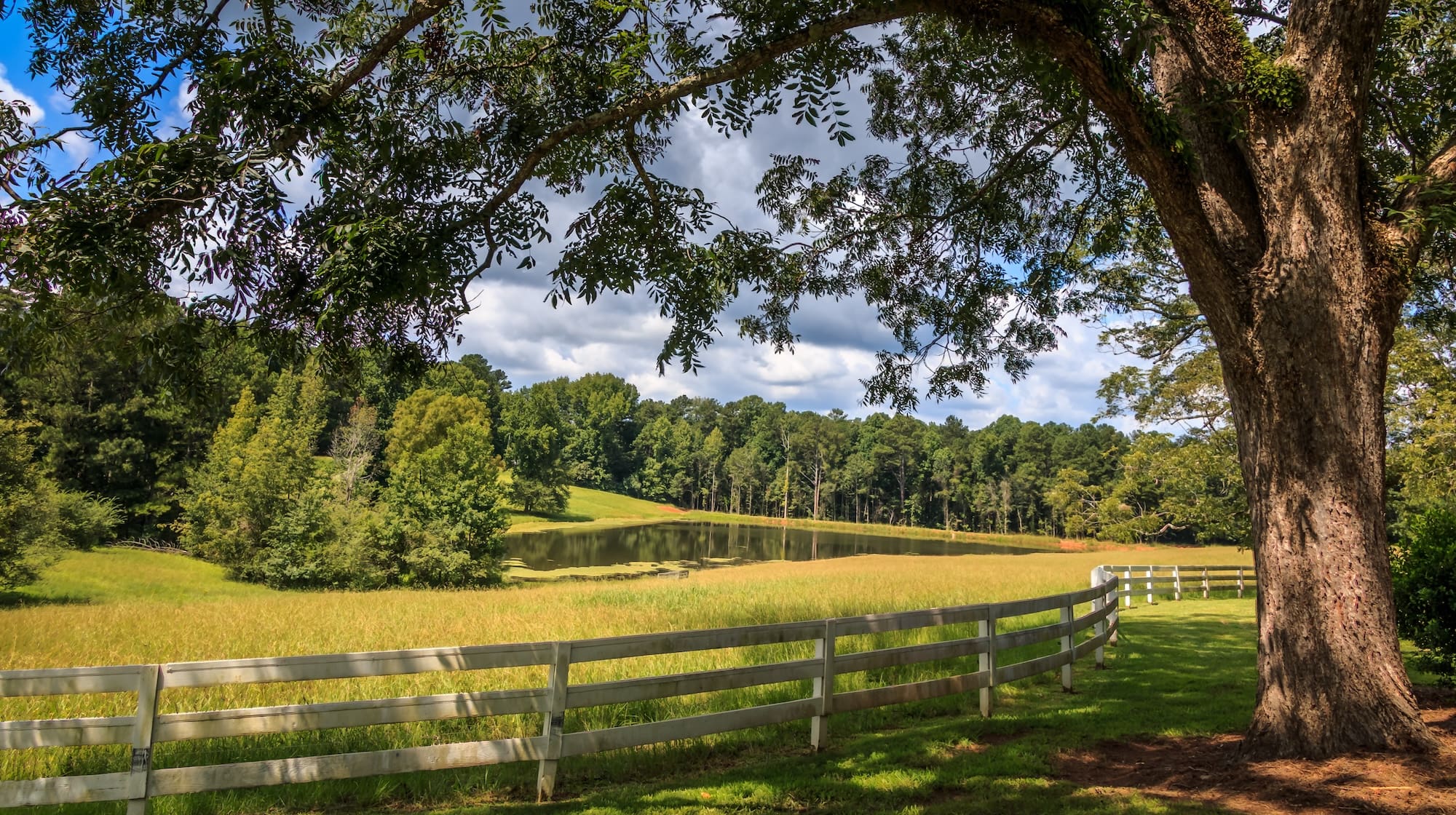A large tree is in front of a white fence. There is a pasture, pond and trees in the background. Clouds and blue sky are in the background.