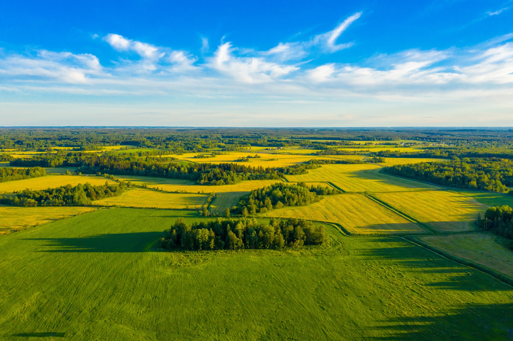 Top aerial view of green fields and meadows in summer. Abstract landscape with lines of fields, grass, trees, sunny sky and lush foliage. Landscape with drone