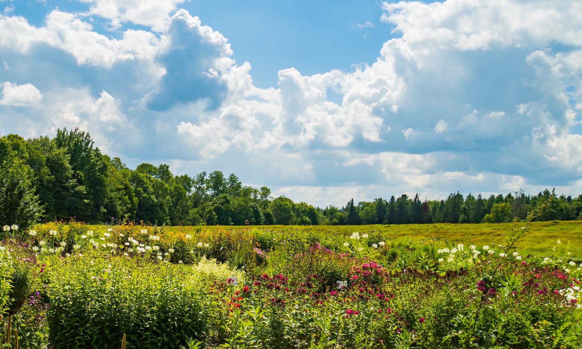 an alpine field dotted with flowers