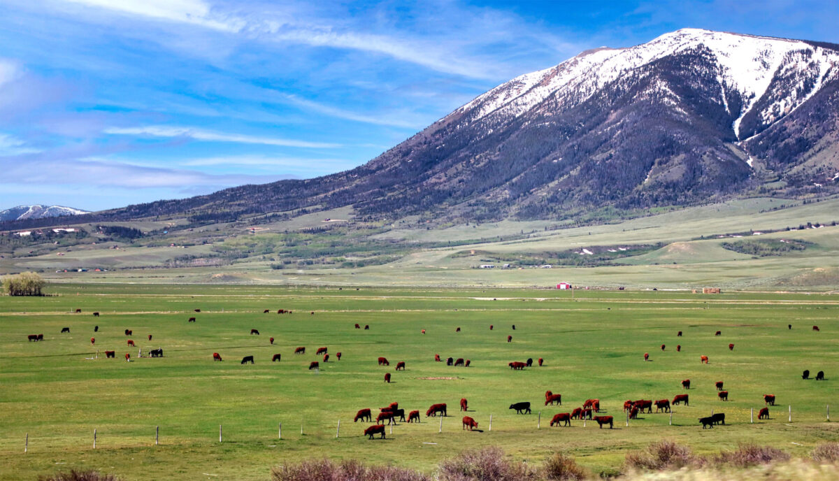 Cattle grazing in southeast Wyoming with Elk Mountain in the background finding a ranch featured image