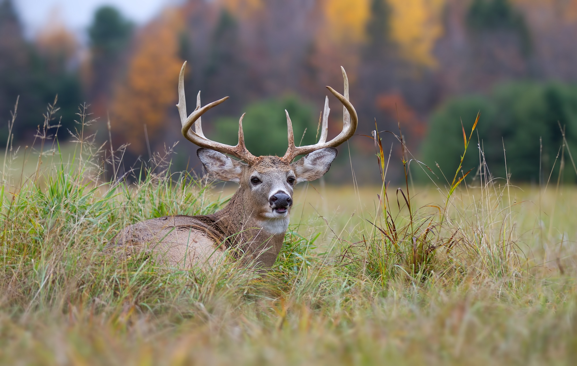 White-tailed deer buck with huge antlers resting in the grass in autumn in Canada