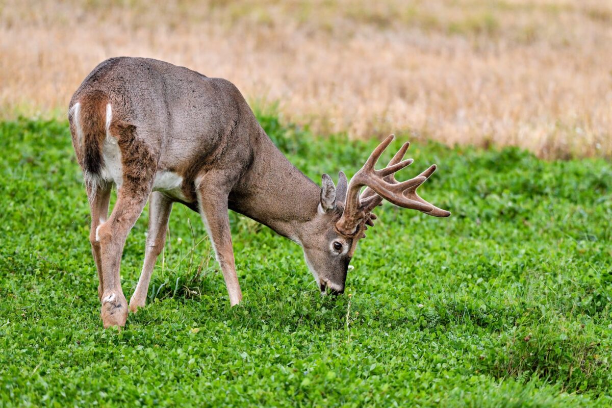White-tailed deer stag is having his dinner - deer food plots