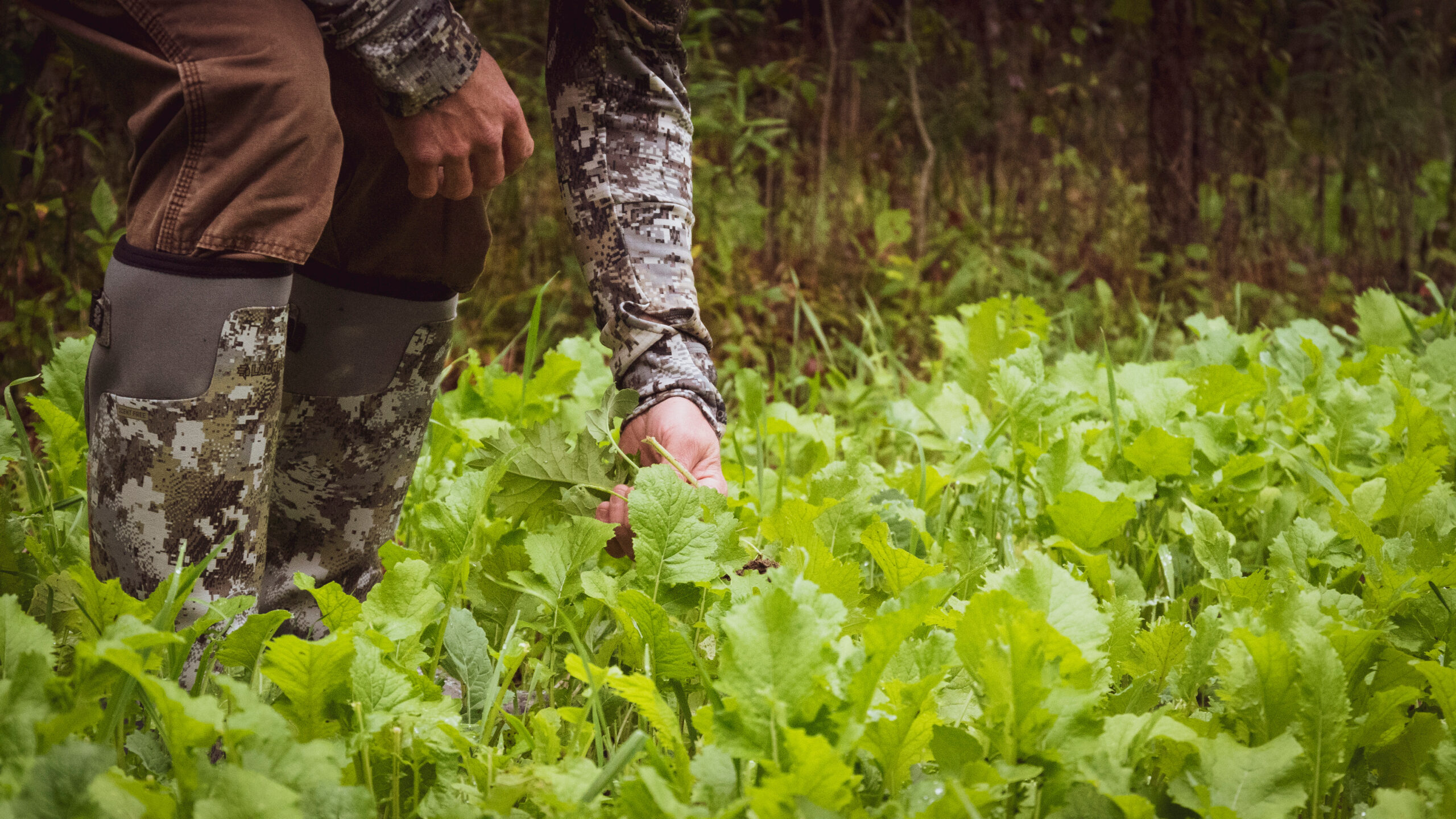 a man in rubber boots leaning down to tend a deer food plot