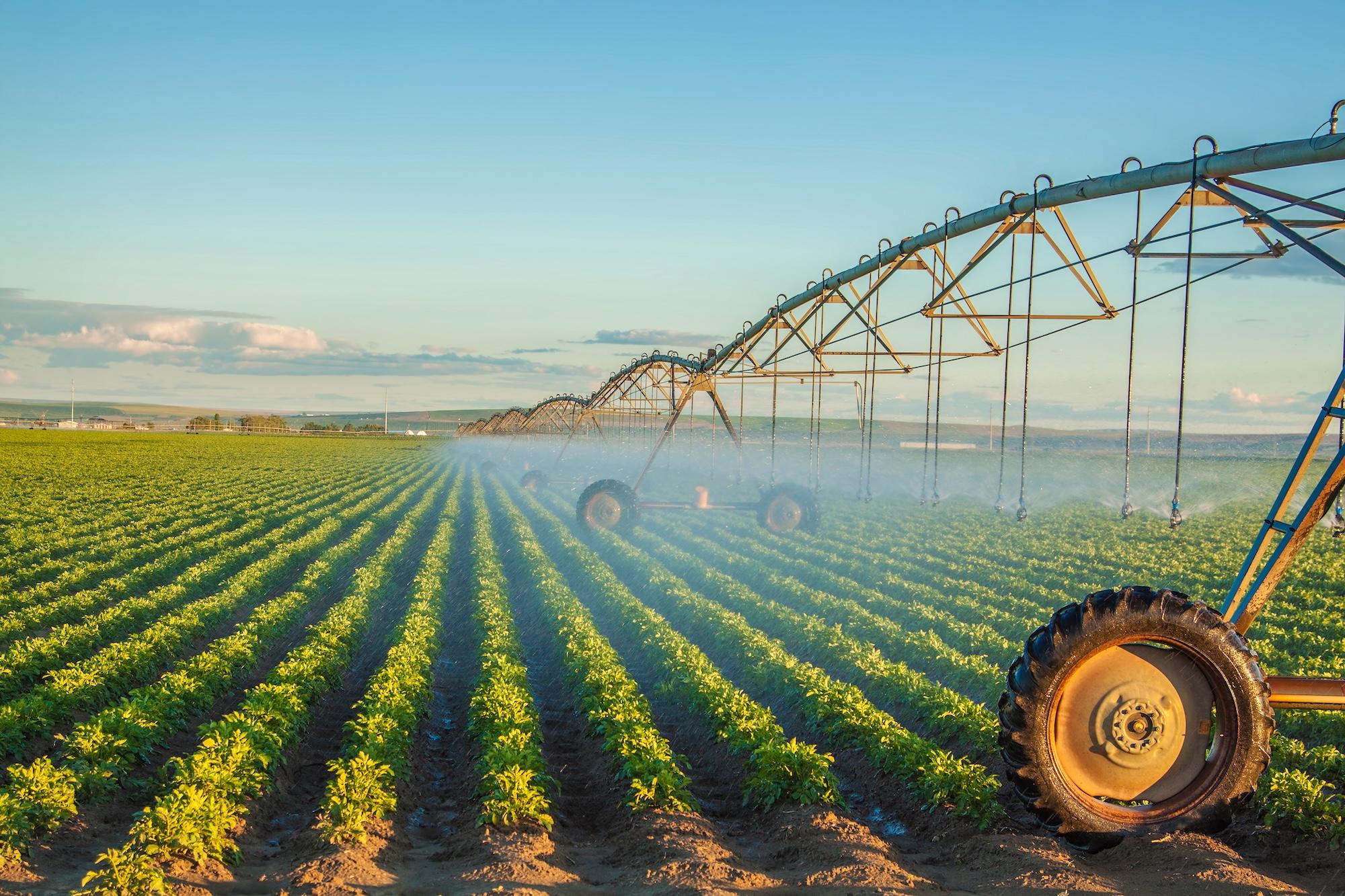 center-pivot irrigators going to work on row crops