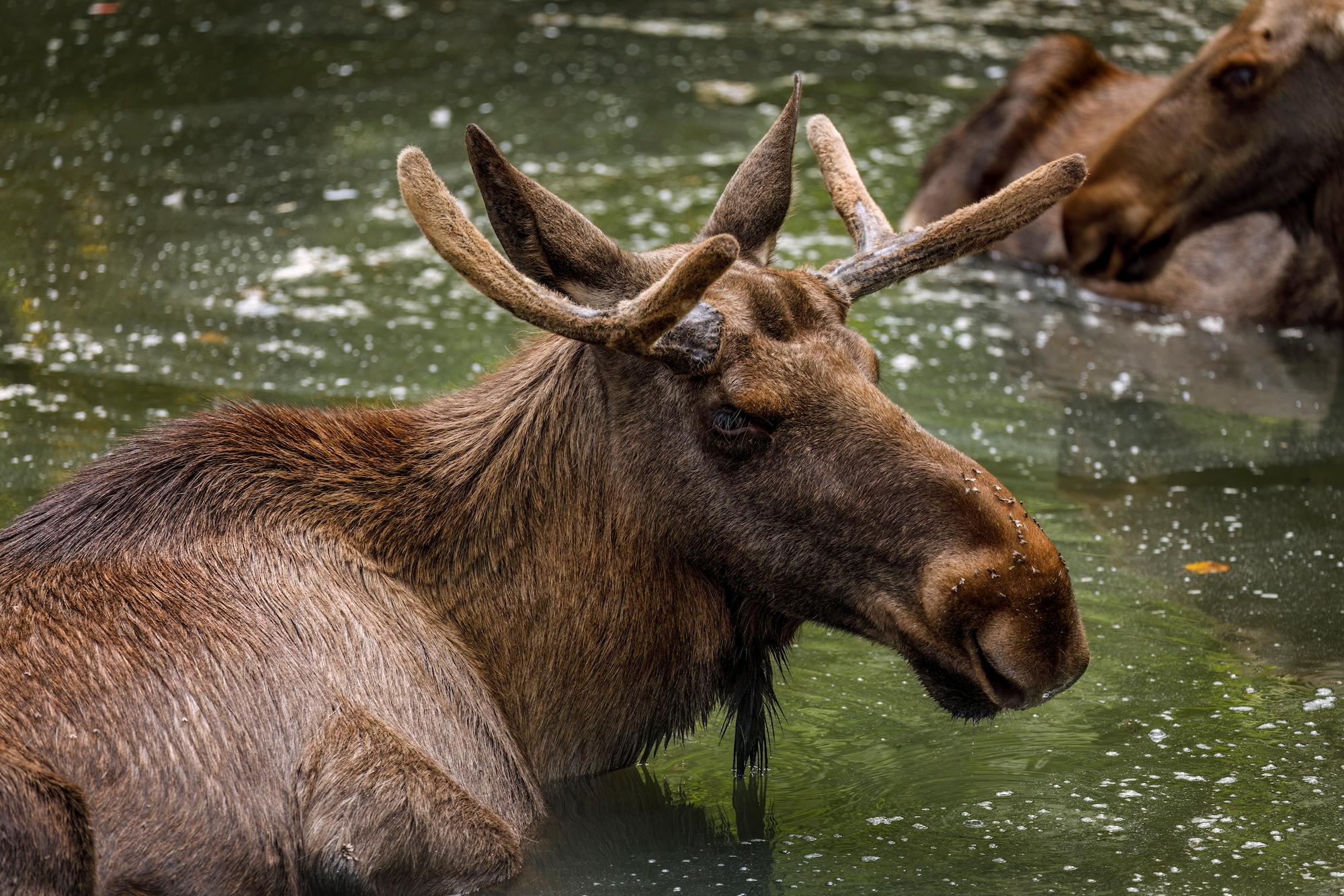 Elk bath. Elk, Alces alces, relaxing in water in hot summer day. Bull moose with growing antlers covered by velvet. World's tallest, largest and heaviest deer. Majestic beautiful animal. Wildlife.