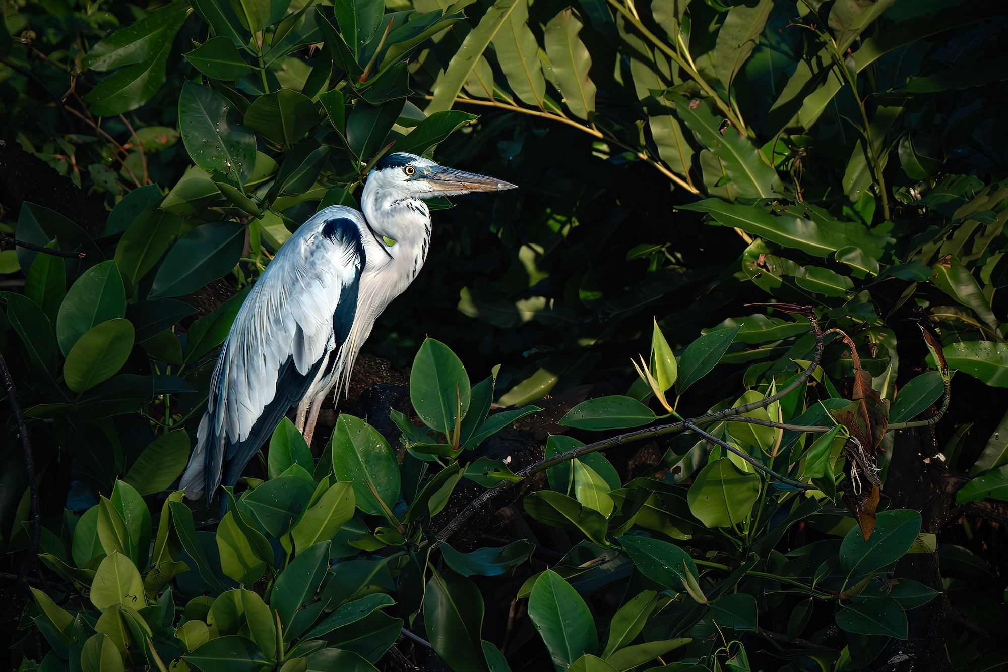 Poised Great Blue Heron Standing on the River