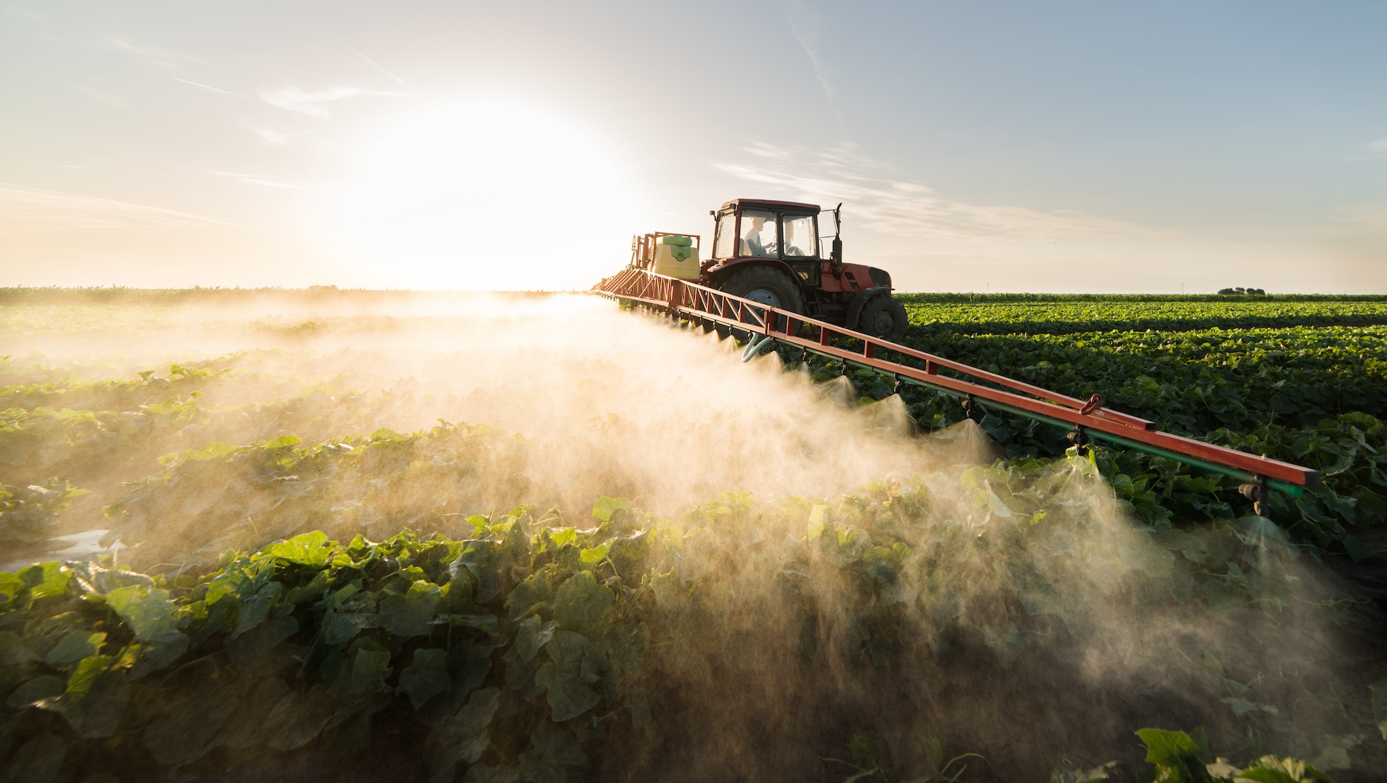 Farmer on a tractor with a sprayer makes fertilizer for young vegetables