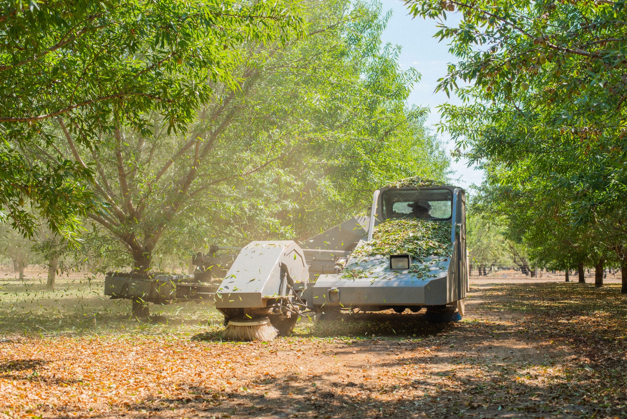 almond tree shaker shaking trees, leaves falling from trees being shaken, tree shaker during harvest season